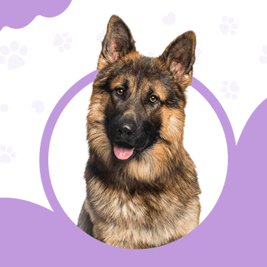 ALMAN ÇOBAN KÖPEĞİ (ALMAN KURDU)