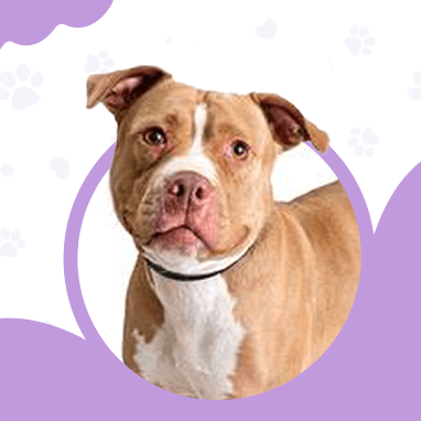 AMERICAN PITBULL TERRIER