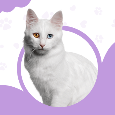 ANKARA KEDİSİ