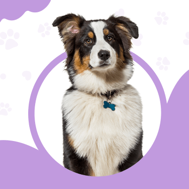 AVUSTRALYA ÇOBAN KÖPEĞİ