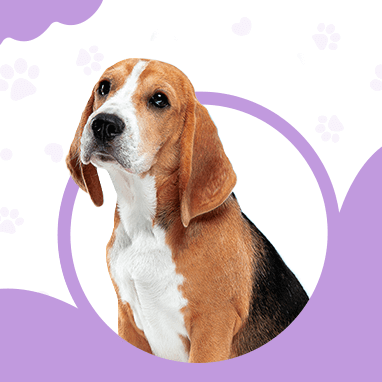 BEAGLE