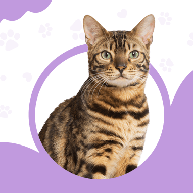 BENGAL KEDİSİ