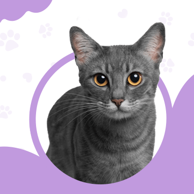 BRAZILIAN SHORTHAIR
