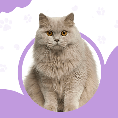 BRITISH LONGHAIR