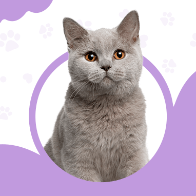 BRITISH SHORTHAIR