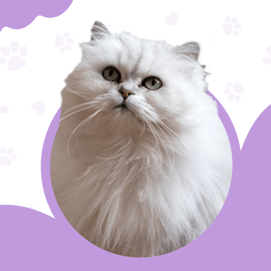 CHANTILLY (TIFFANY) KEDESİ