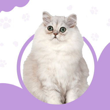 CHINCILLA
