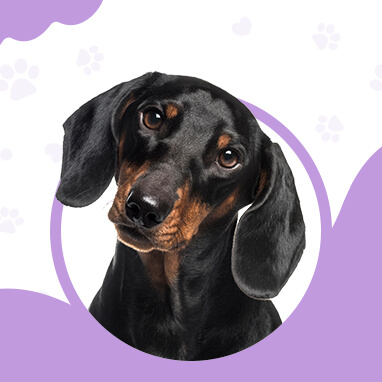 DACHSHUND