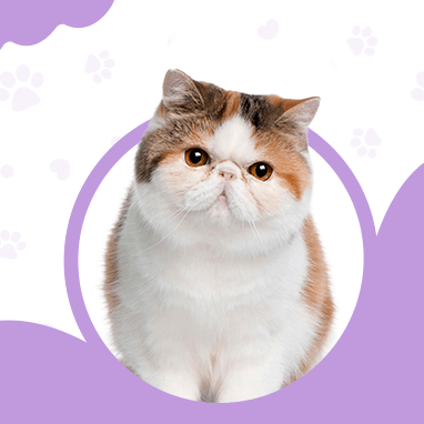 EXOTIC SHORTHAIR