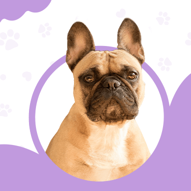FRENCH BULLDOG