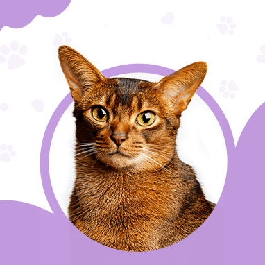 HABEŞ KEDİSİ