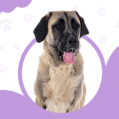 KANGAL ÇOBAN KÖPEĞİ