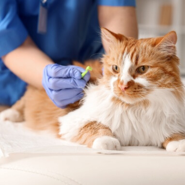 KEDİLER İÇİN ANTİPARAZİTLER