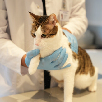 KEDİLER NEDEN KUSAR?