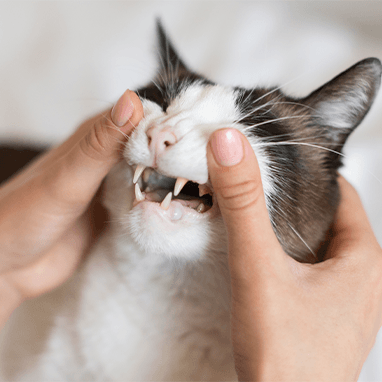 KEDİLERDE DİŞ TAŞI NEDEN OLUR?