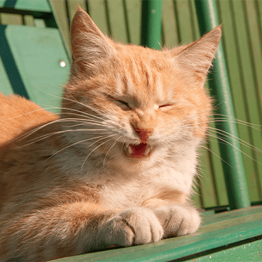 KEDİLERDE HAPŞIRMA NEDEN OLUR?