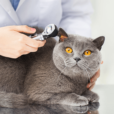 KEDİLERDE KULAK UYUZU: BELİRTİLERİ, BULAŞMA YOLLARI VE KORUNMA