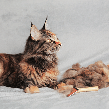 KEDİLERDE MEVSİMSEL TÜY DÖKÜLMESİ: NE ZAMAN NORMAL, NE ZAMAN VETERİNER HEKİME BAŞVURULMALI?