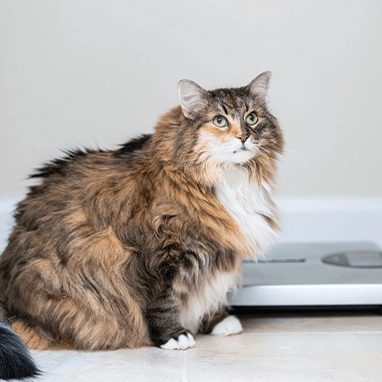 KEDİLERDE OBEZİTE