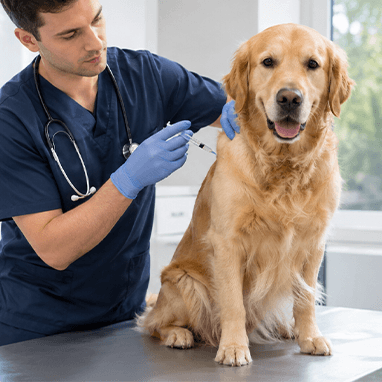 KÖPEK AŞI TAKVİMİ NASIL OLMALIDIR?
