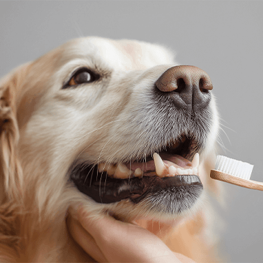 KÖPEKLERDE DİŞ FIRÇALAMA VE GENEL DİŞ BAKIMI