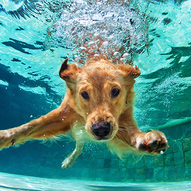 KÖPEKLERDE EGZERSİZ RUTİNİ