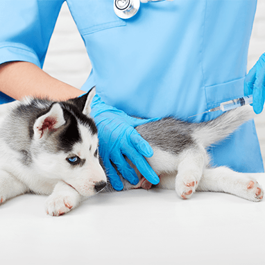 KÖPEKLERDE GENÇLİK HASTALIĞI NEDİR? BELİRTİLERİ VE KORUNMA YOLLARI