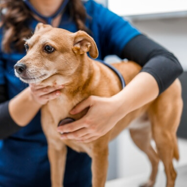 KÖPEKLERDE KUDUZ AŞISI NEDİR?