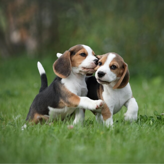 KÜÇÜK KÖPEK CİNSLERİ