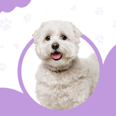 MALTESE TERRIER