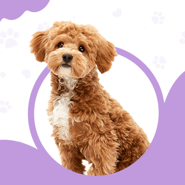 MALTIPOO