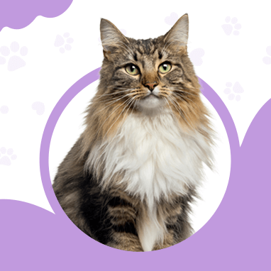 NORVEÇ ORMAN KEDİSİ
