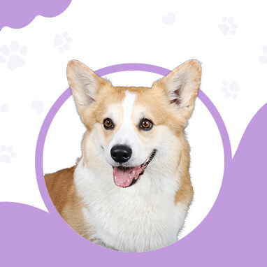 PEMBROKE WELSH CORGI KÖPEĞİ