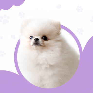 POMERANIAN BOO