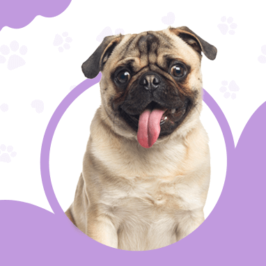 PUG