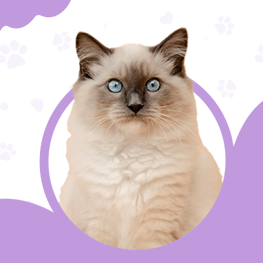 RAGDOLL