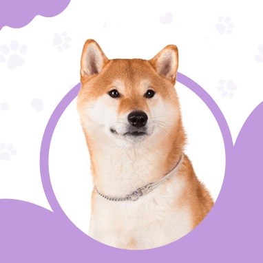 SHIBA INU