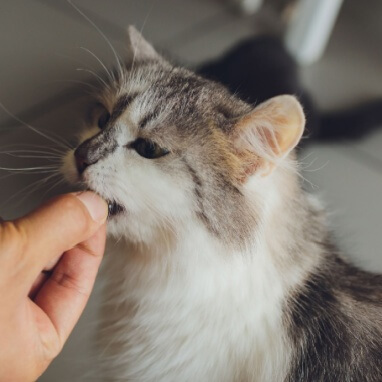 TAURİNİN KEDİLER İÇİN YARARLARI NELERDİR?