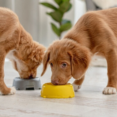 YAVRU KÖPEK NE YER, NASIL BESLENİR?
