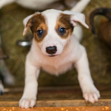 YAVRU KÖPEKLER NE ZAMAN SAHİPLENİLMELİ?