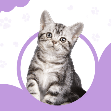 American Shorthair