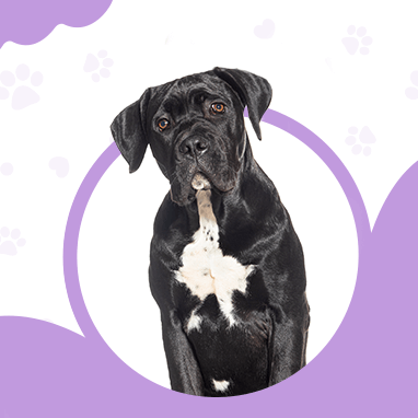 Cane Corso