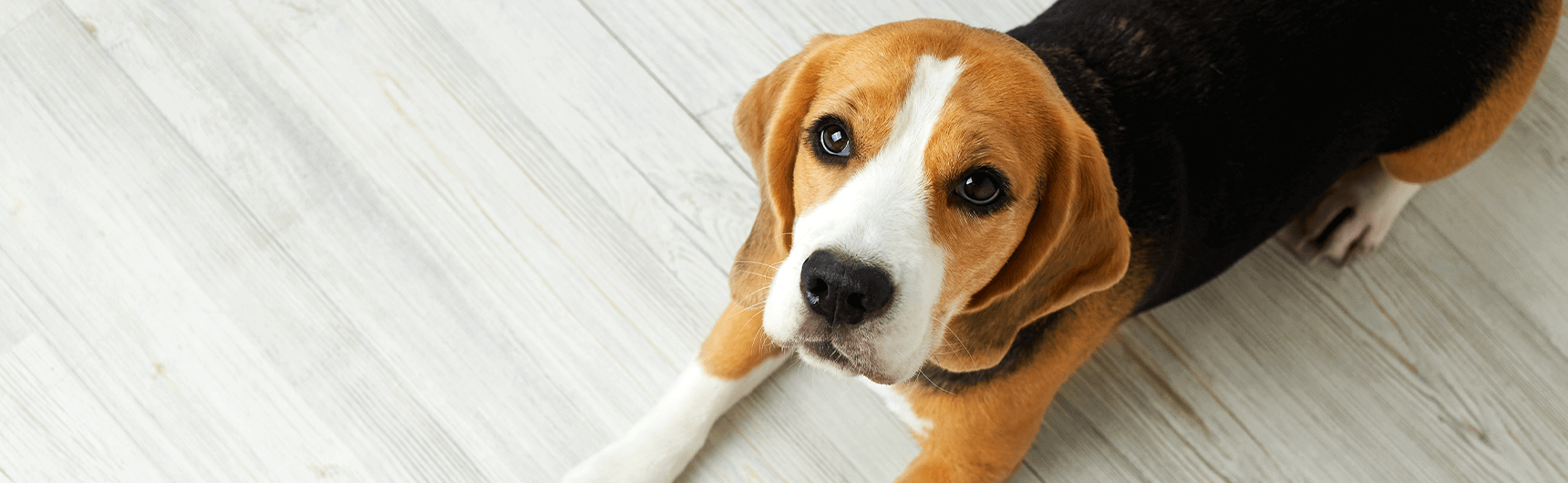 beagle-1