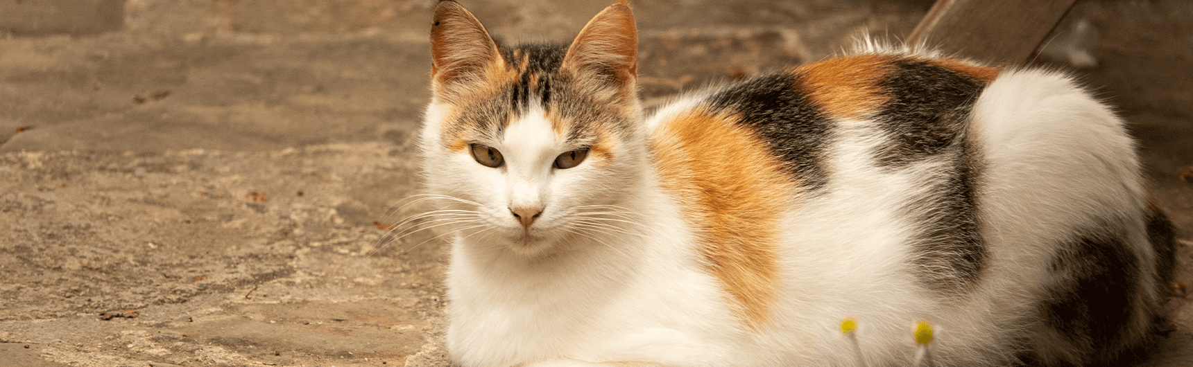 calico-kedi-1