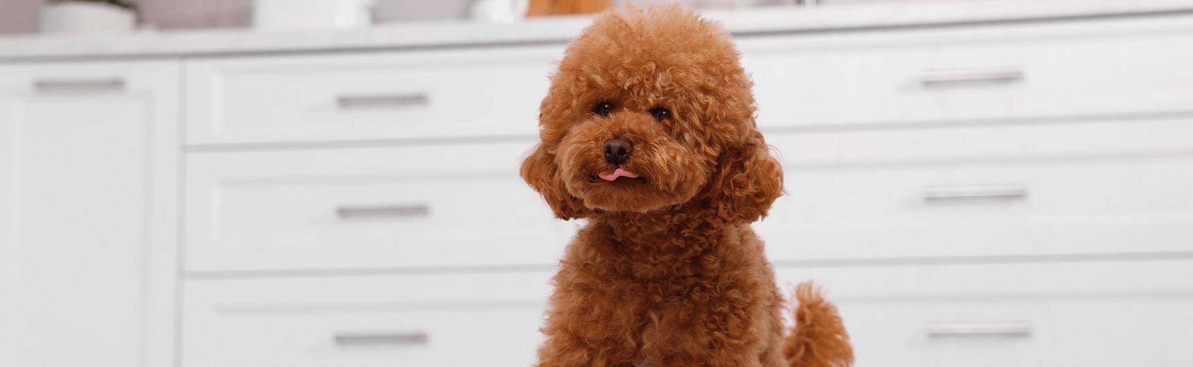 maltipoo-1