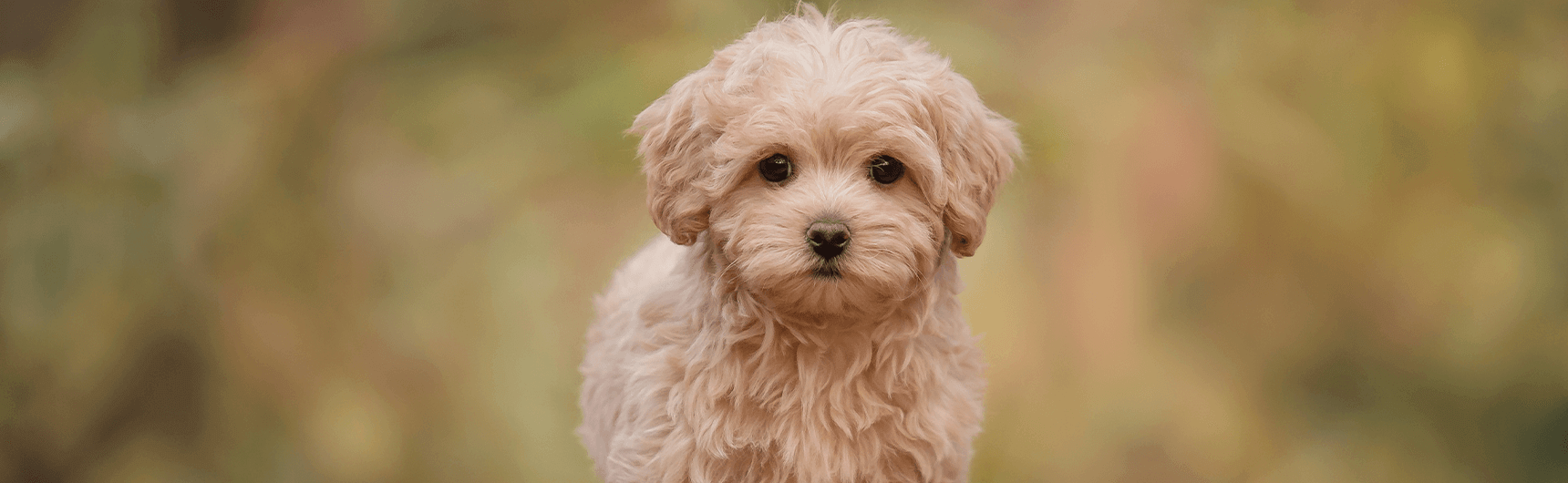 maltipoo-2