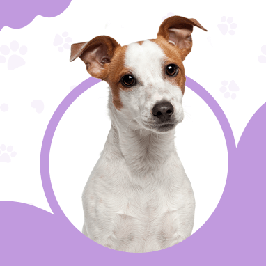Jack Russell Terrier
