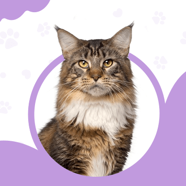 Maine Coon
