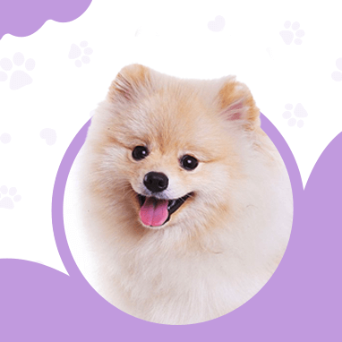 Pomeranian
