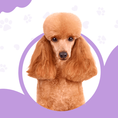 Poodle, Caniche
